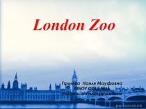 Презентация по английскому языку на тему Животные (3 класс)