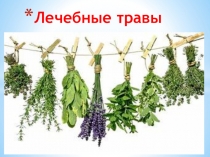 Презентация по ОБЖ на тему Лечебные травы