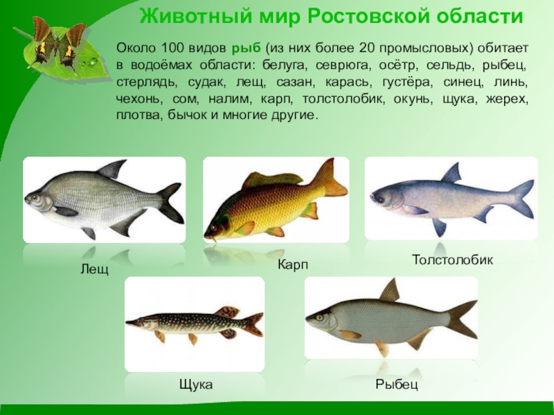 Животный мир ростовской области презентация