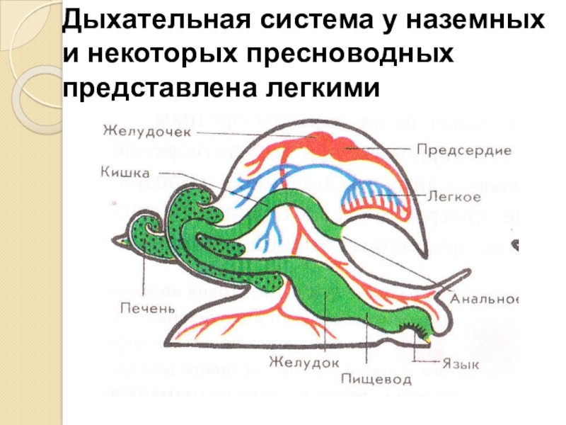 Дыхание наземных