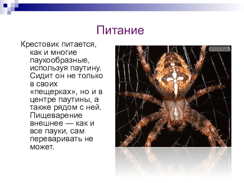 ПитаниеКрестовик питается, как и многие паукообразные, используя паутину. Сидит он не только в своих «пещерках», но и