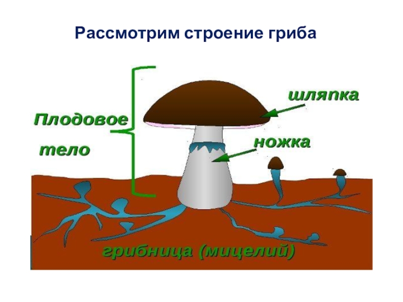 Строение гриба 3 класс окружающий мир