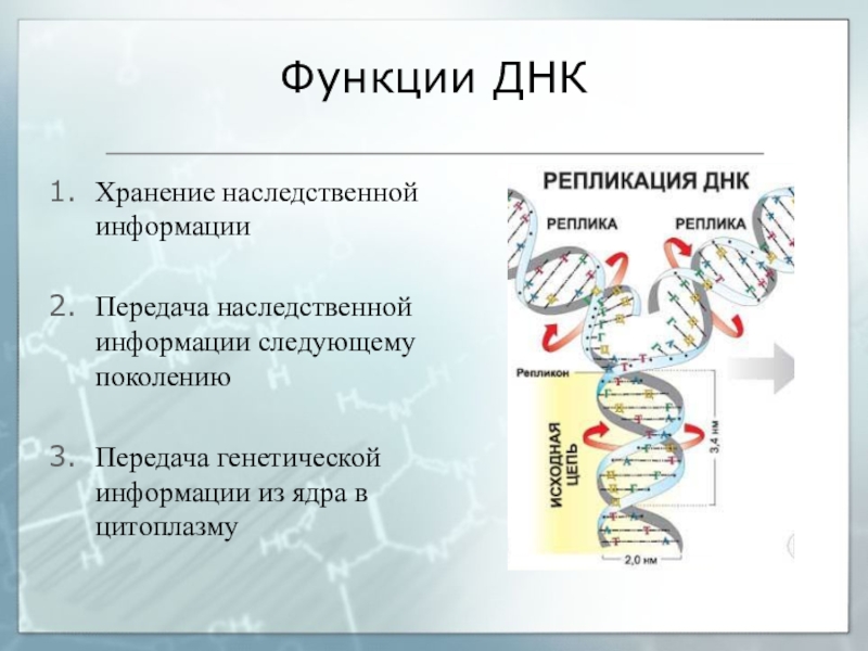 Какая молекула днк в ядре. ДНК строение и функции. Структура и функции ДНК. Функции ДНК хранение наследственной информации. Строение ДНК репликация функции.
