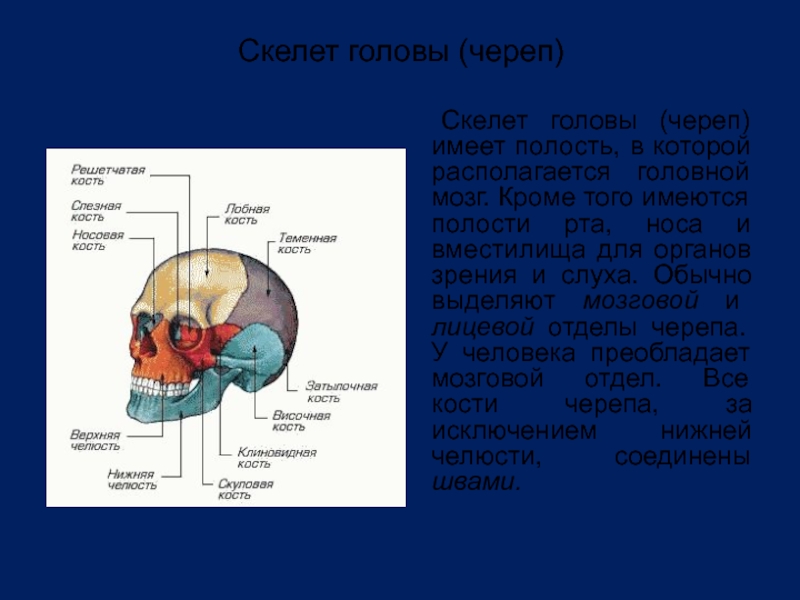 Полость имеется в. Кости черепа человека 8 класс биология. Органы в полости черепа человека.