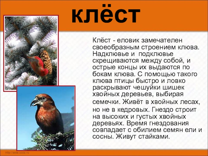 Клест еловик описание. Клёст-еловик клюв. Строение клеста. Сообщение о птице Клест. Зимующие птицы Клест еловик для детей.