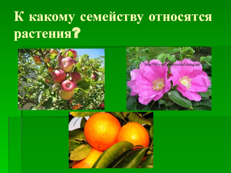 К этому семейству относятся следующие растения. К какому семейству относится это растение. К какому семейству относится цветок. Какие растения относятся. Какие растения относятся к семье.