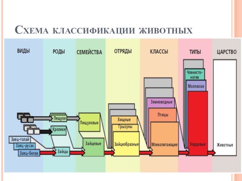 Схема классификации животных 7 класс