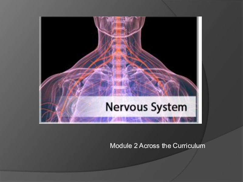 Презентация Презентация по английскому языку на тему Нервная система 11 класс учебник Spotlight