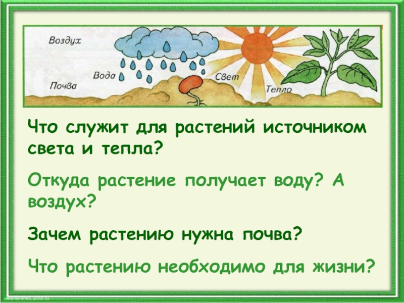 Растению нужен свет вода. Что служит для растений источником света и тепла. Для чего нужно тепло растениям. Почему тепло нужно растениям. Зачем растениям нужен свет и тепло.