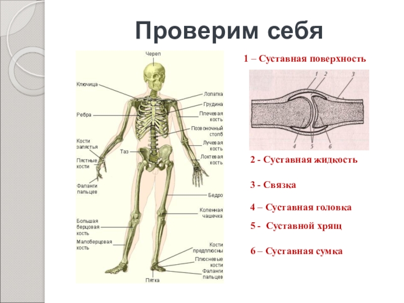 Скелет человека рисунок 8 класс биология