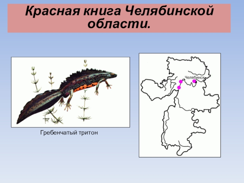 Презентация тритон гребенчатый