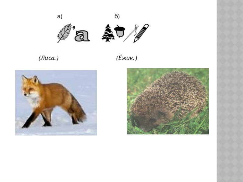 Цепь питания листовой опад еж лисица. Лисичка и Ежик. Лисица и еж. Фразеологизмы лиса. Волк собака лиса еж лишнее.