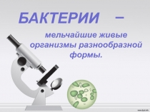 Презентация по биологии на тему Бактерии