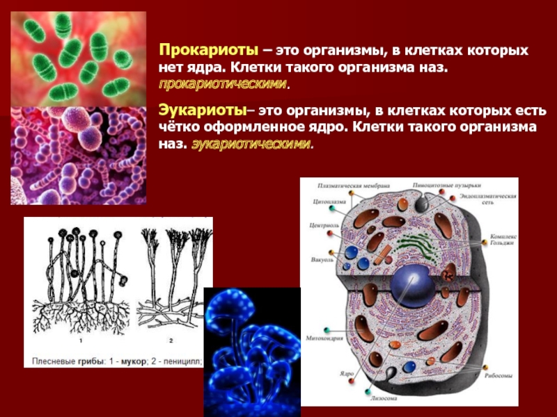 Презентация на тему ядро прокариоты и эукариоты 10 класс