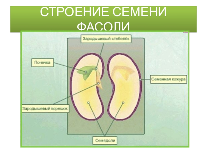 Строение семени перца рисунок