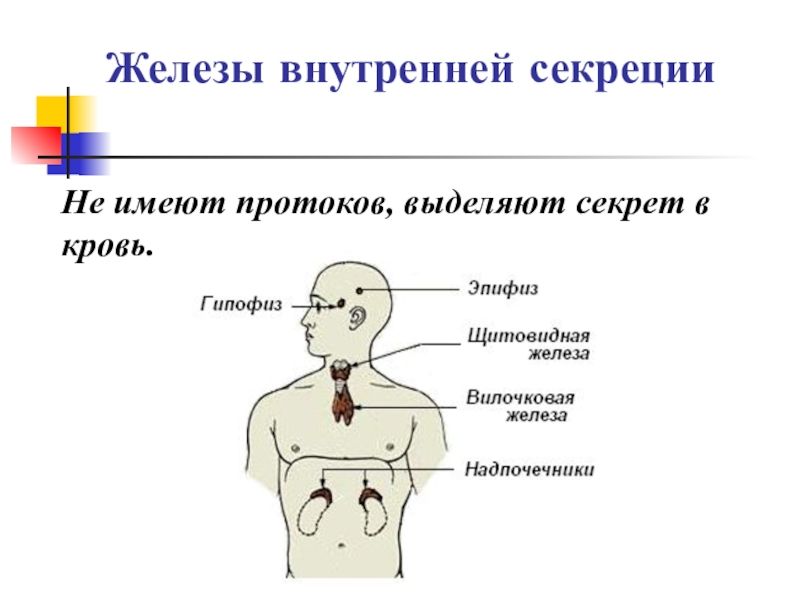 Технологическая карта железы внутренней секреции