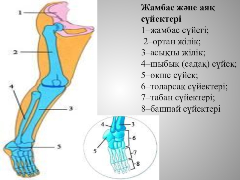 Тар жамбас презентация