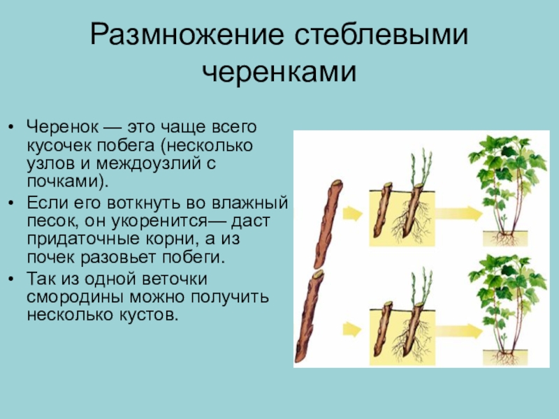 Способ вегетативного размножения стеблевыми черенками