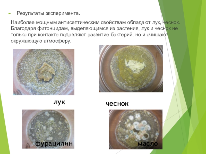 Бактерицидное действие фитонцидов проект