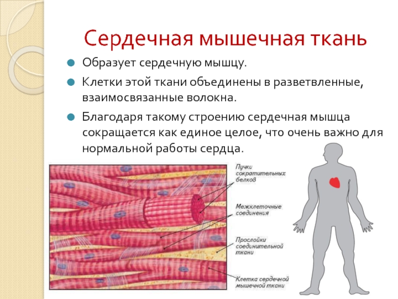 Сердечная мышца рисунок