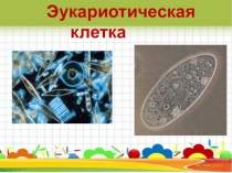 Эукариоты и прокариоты