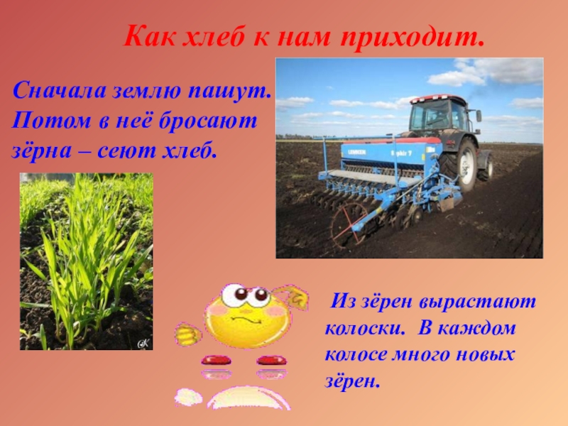 Зерно сеют или сеят как правильно