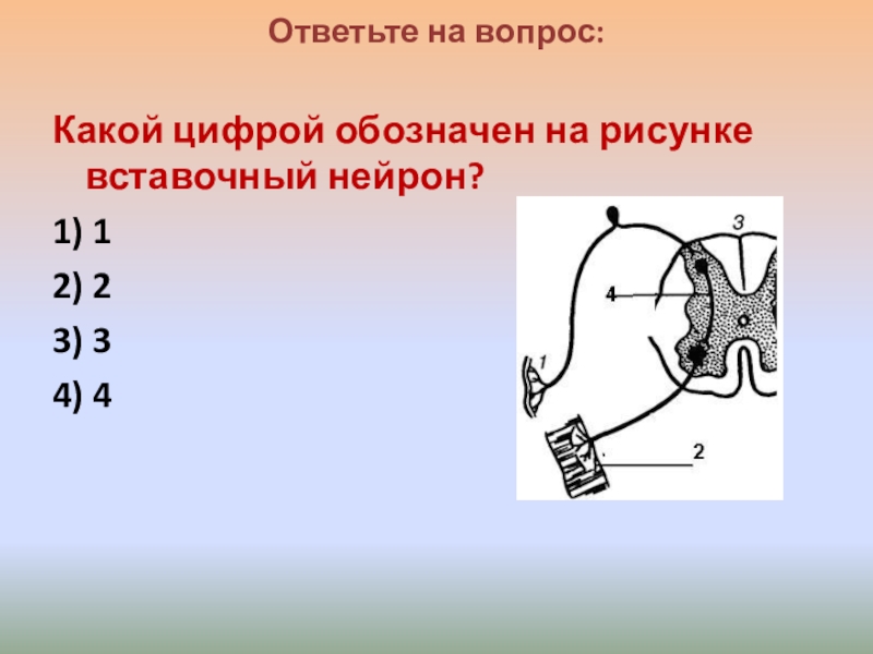 Какой цифрой на рисунке обозначен