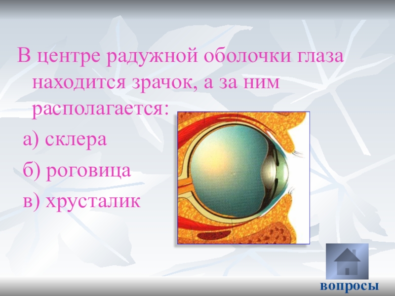 В центре радужной оболочки находится. Зрачок расположен. В какой оболочке глаза находится зрачок. Зрачок находится в центре оболочки. Зрачок находится в центре оболочки ответ.