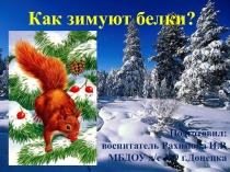 Презентация к ООД по ознакомлению с природой Как зимует белка