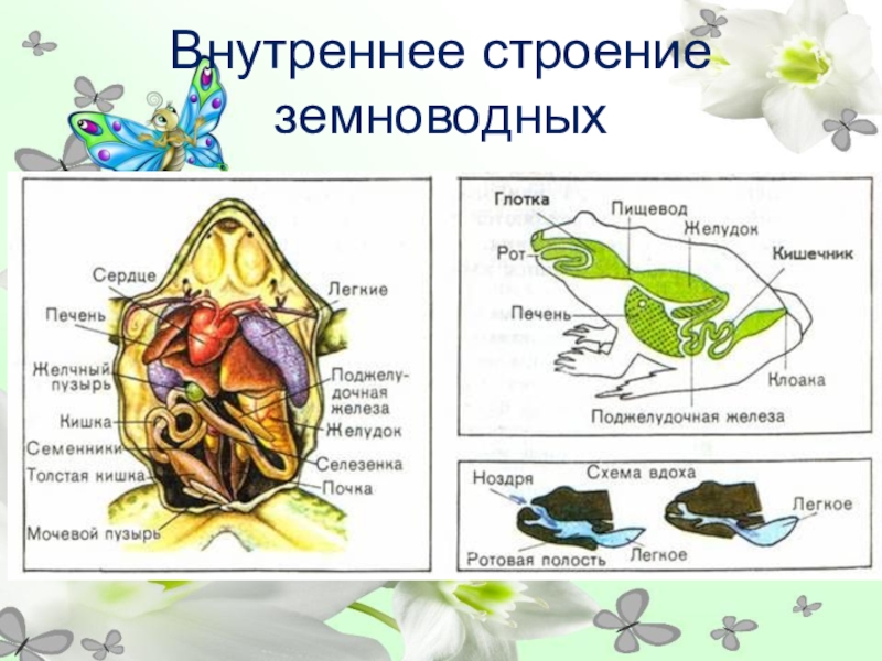 Внутреннее строение земноводных