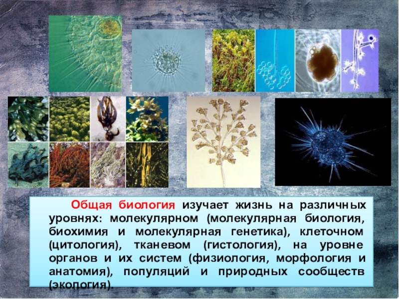 Основная биология. Общая биология изучает. Общая биология изучает Общие закономерности. Презентации по общей биологии.