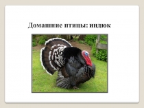 Презентанция к уроку развития устной речи Домашние птицы: индюк