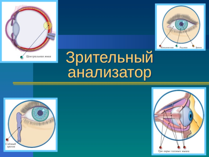 Понятие об анализаторах зрительный анализатор презентация 8 класс пасечник