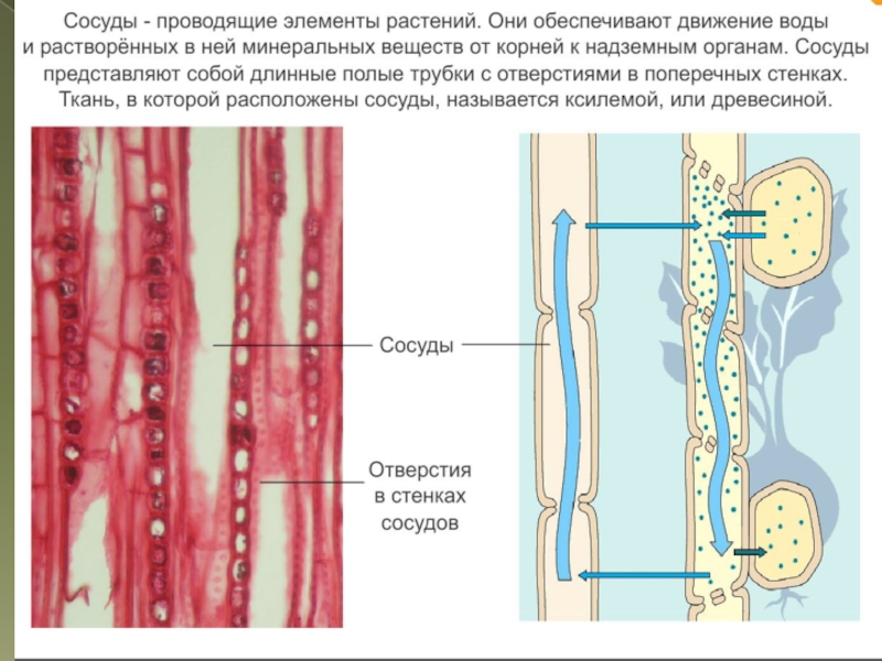 Сосуды растений. Ситовидные трубки под микроскопом. Ситовидные трубки микроскоп. Сосуды древесины и ситовидные трубки. Ситовидные трубки растений в микроскоп.