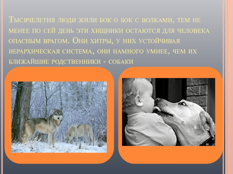 жили бок о бок. жили бок о бок. лунин стих щенок. бок о бок лгбт фестиваль. бок о бок как пишется правильно.