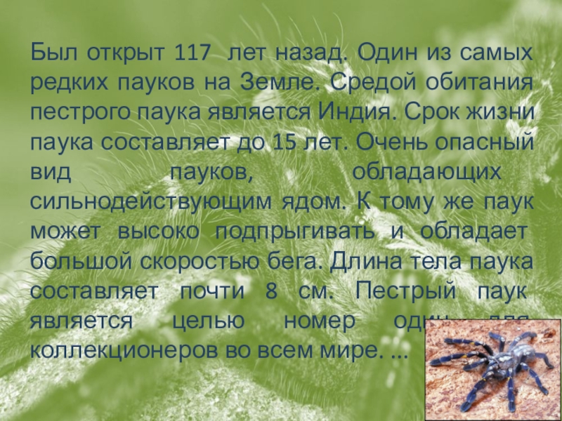 среда обитания паука. тарантул птицеед. место обитания паука отшельника. паукообразныххсреда обитантя. отряд пауки среда обитания.