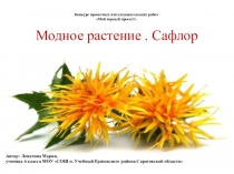 Презентация по биологии Модное растение. Сафлор