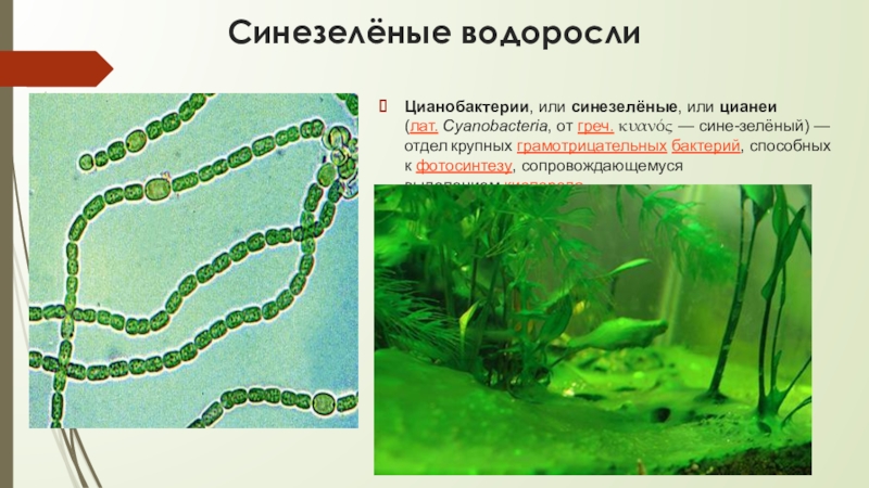 Зеленые водоросли форма. Цианобактерии (синезелёные). Синезелёные водоросли цианобактерии. Цианобактерии сине-зеленые водоросли. Цианеи сине зеленые водоросли.