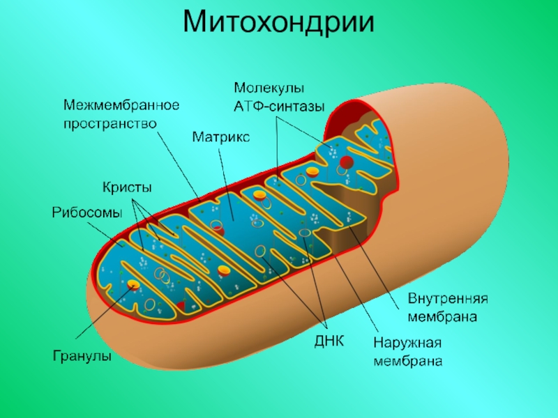 Рисунок митохондрии с подписями