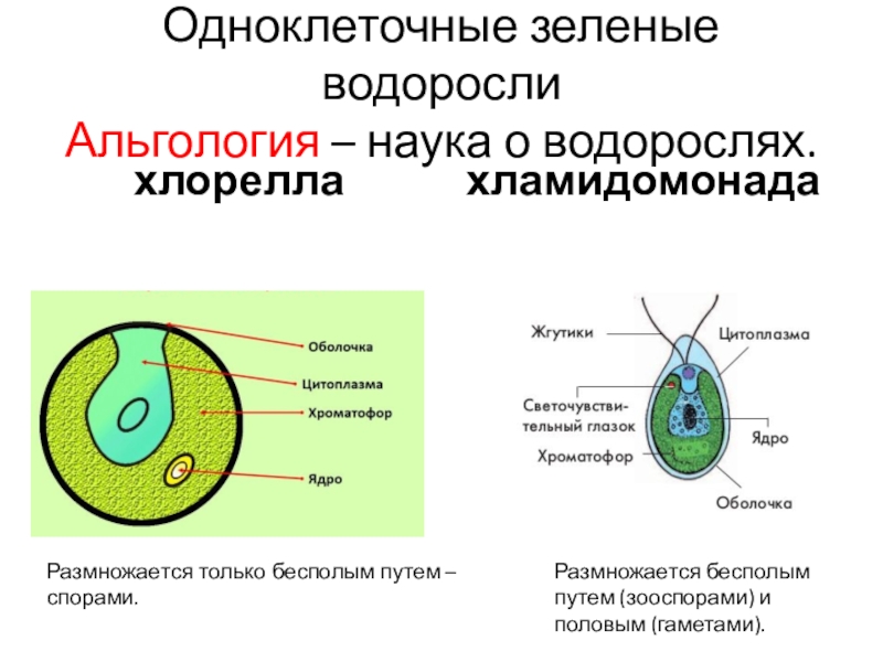 Одноклеточные водоросли 5