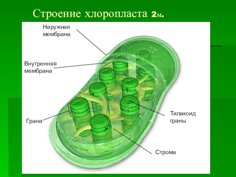 Хлоропласт 2 мембраны. Хлоропласты Строма тилакоиды граны. Тилакоиды Гран хлоропласта. Внутренняя мембрана хлоропласта. Компоненты внутренней мембраны хлоропласта.