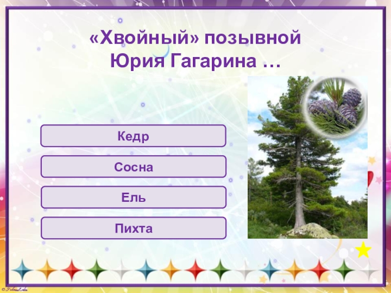 Позывной гагарина. Позывной кедр. Позывной сосна. Позывной ель. Хвойный позывной Гагарина.