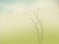 Презентация  по биологии для 6 класса по теме Внешнее строение корня