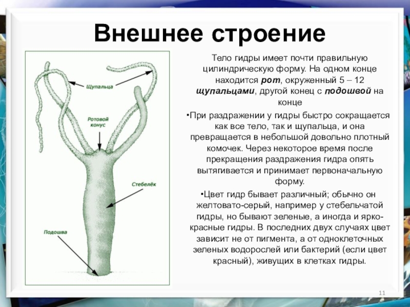 Какую форму тела имеет. Гидра описание. Пресноводная гидра характеристика. Форма тела пресноводной гидры. Тело гидры.