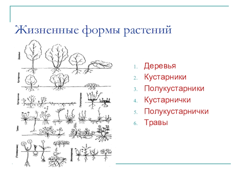 Биология 9 класс состав и структура сообщества 9 класс презентация