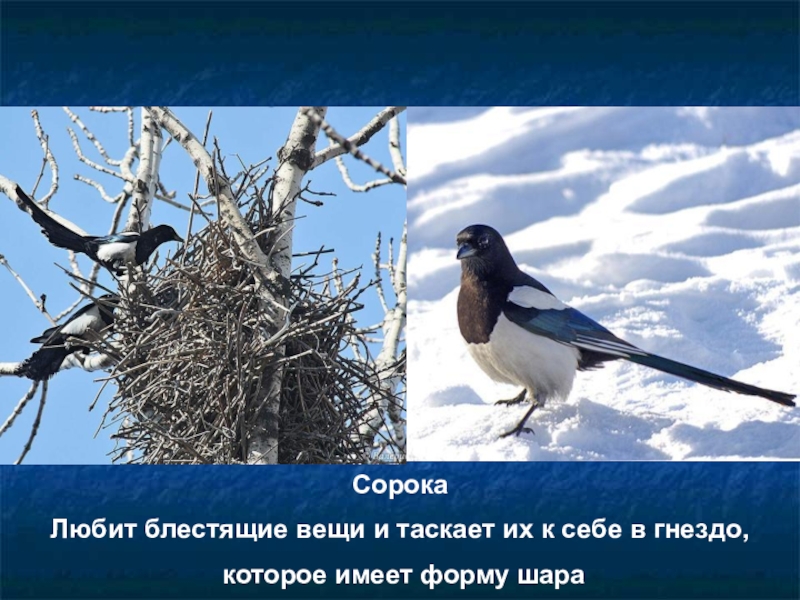 ворона ворует. серая ворона подвиды. голоса птиц ворона серая. ворона любит блестящее. ворона любит блестящее.