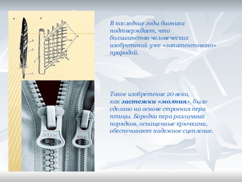 Презентация что такое бионика