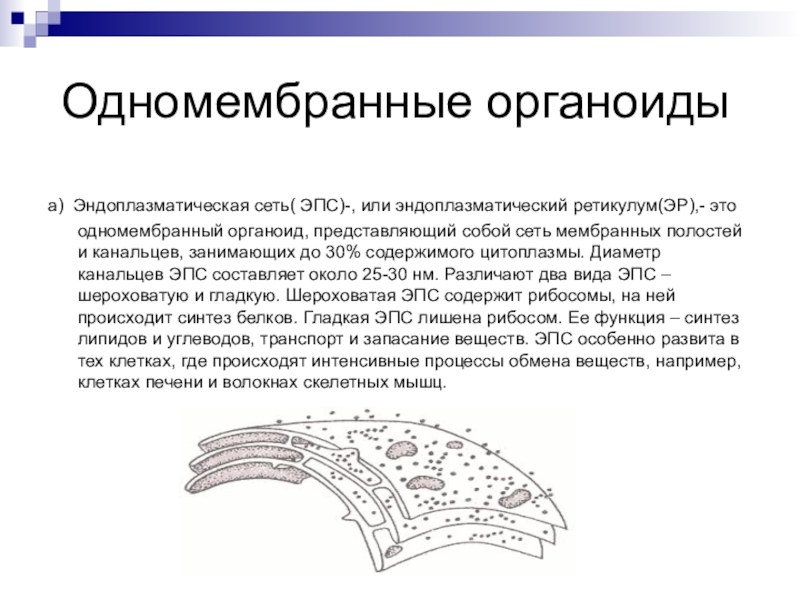 Одномембранные органоиды презентация