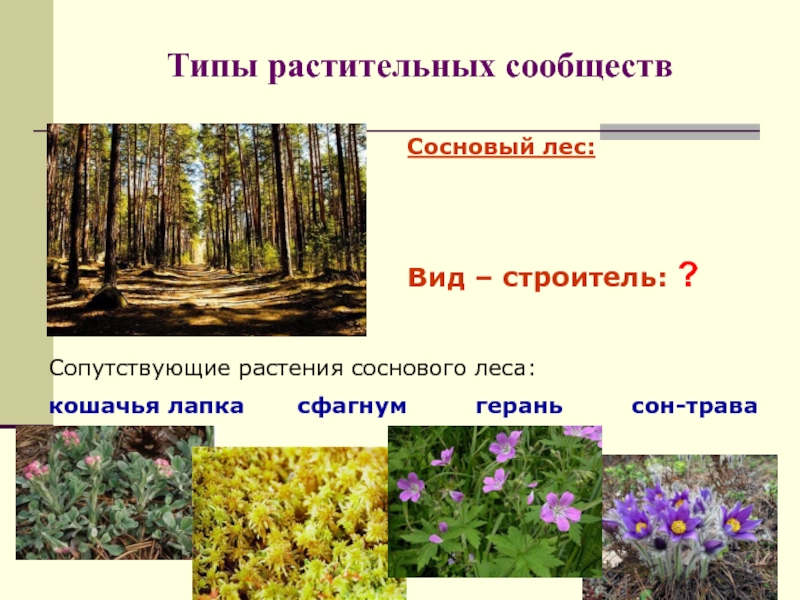 Биология 7 класс типы растительных сообществ таблица. Типы растительных сообществ. Растительные сообщества леса. Растительное сообщество лес. Растительное сообщество растений.