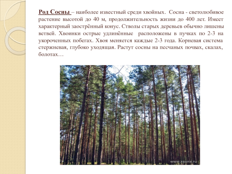 Роды сосны. Сосна светолюбивое растение. Род сосна. Светолюбивые Голосеменные растения. Сосна обыкновенная светолюбивое растение.